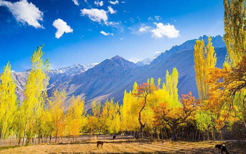 The Complete Kashmir Experience